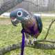 Pionus