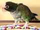 Pionus
