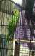 African Ringneck Parakeet