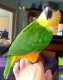 Caique