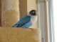 Lovebird