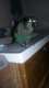 Conure