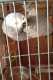African Grey