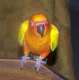 Conure
