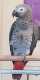 African Grey