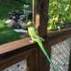 Indian Ringneck Parakeet