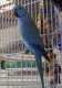 Indian Ringneck Parakeet