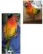 Conure