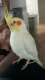Cockatiel