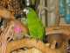 Macaw