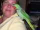 Alexandrine