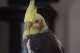 Cockatiel