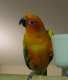 Conure