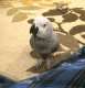African Grey