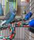 Parakeet