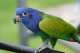 Pionus