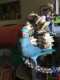 Indian Ringneck Parakeet
