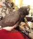 African Grey