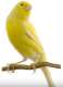 Canary