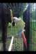 Conure