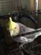 Cockatiel
