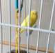 Parakeet
