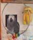 African Grey