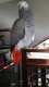 African Grey