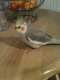 Cockatiel