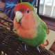 Lovebird