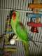 Alexandrine