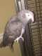 African Grey