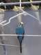 Parakeet