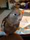 Cockatiel