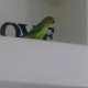 Indian Ringneck Parakeet