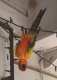 Conure