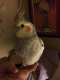 Cockatiel