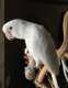 Cockatoo