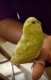 Parakeet