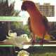 Conure