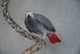 African Grey