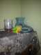 Conure