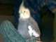 Cockatiel