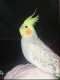Cockatiel