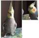 Cockatiel