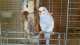 Parakeet