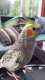 Cockatiel