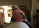 Bourke's Parakeet