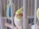 Cockatiel