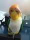 Caique